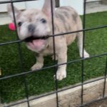 French bulldog - blue pied male in Arizona City, Arizona