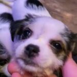 Hello I’m Blossom in Spokane, Washington