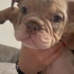 English Bulldog male Merle in Lakewood, California