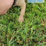 frenchie puppies in Cape Coral, Florida