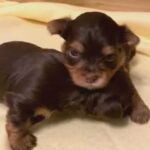 Chocolate & Merle Yorkies in Baton Rouge, Louisiana