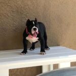 4months old American Bully in Fort Myers, Florida