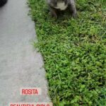 Frenchie puppies Rosita female in Cape Coral, Florida