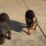 Frenchy Fluffy Carriers in Riverside, California