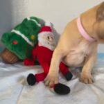 Fawn Merle Frenchie in San Diego, California