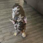 French bulldog in Arizona City, Arizona