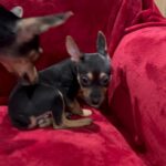 Miniature Rat Terrier Puppies in Arizona City, Arizona