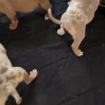 Xl Bully Pups in Los Angeles, California