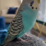 Parakeet “Bubbles” in Dallas, Texas