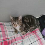 Re-home Tabby cat Nori in Miami Shores, Florida