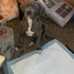 Selling  Our Dog Shuri 12 Weeks With Shots And Crate Included in Philadelphia, Pennsylvania