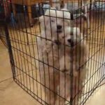 Maltipoo pups in Lehigh Acres, Florida