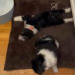 Molly Is The Puppy On Her Back REDUCED PRICED in Cleveland Heights, Ohio