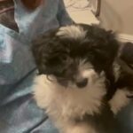 Mindy: MINI Aussiedoodle in Cleveland Heights, Ohio