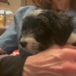 Mindy; MINI AUSSIEDOODLE PRICE REDUCED in Cleveland Heights, Ohio