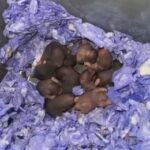 Syrian Hamster Pups? in DeKalb, Illinois