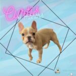 Fawn in Dallas, Texas