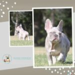 Lilac Merle French Bulldog in Dallas, Texas