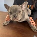French Bulldogs in Dallas, Texas