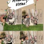 Lilac Merle Male Frenchie in Hemet, California