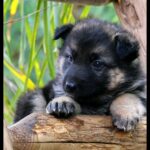 german shepherd puppies in Valley Center, California