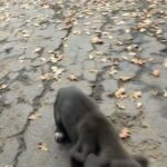Greatdane Mix German Shepherd Puppies in Stockton, California