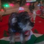 miniature schnauzer pup ready to go!! in New Orleans, Louisiana