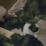 UPDATE on Teacup Shih Tzus in Noblesville, Indiana