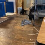 AKC registered German shepherd puppies in Arizona City, Arizona