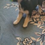 Alaskan malamute in Arizona City, Arizona