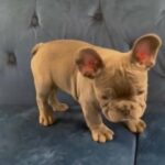 SOLD!!! Dreezy - Blue French Bulldog Puppy in San Antonio, Texas