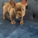 SOLD!!!  Blue Baby French Bulldog in Los Angeles, California