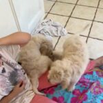 Golden Doodles For Sale in Houston, Texas