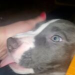 Sweet Female Pitbull Pup in Dallas, Texas