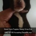 8 wks Great Dane Puppies AVAILABLE NOW in Atlanta, Georgia