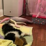 Travis: On Sale! Mini Aussiedoodle in Cleveland Heights, Ohio