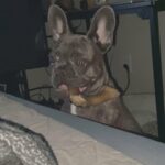 Blue French bulldog for sale in Arizona City, Arizona