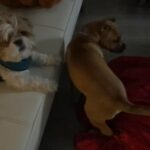 Looking To Sell My Beautiful 3 Month Old mastiff in Los Angeles, California