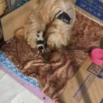 New born Imperial Shihtz puppies in San Francisco, California