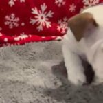 English Bulldog Male in Riverside, California