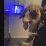 Bunny For Sale!! in Chester, Virginia