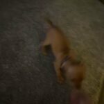 Teacup Chihuahua in Arlington, Texas