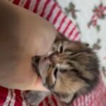 CFA Persian Shaded Golden Tabby Male in Portland, Oregon