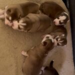 Puppies for sell in Arizona City, Arizona