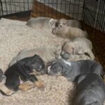 Pure breed American bullies for sale in Arizona City, Arizona