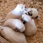 Great Pyrenees LGD puppies in Arizona City, Arizona