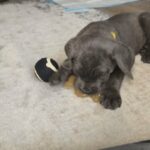 Female Cane Corso for sale in Arizona City, Arizona