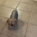 Male Yorkshire Terrier in Arizona City, Arizona