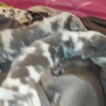 Great Danes in Arizona City, Arizona