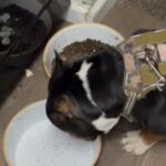 Pocket Pit in Aurora, Colorado